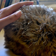 Image for article titled Cuddlebots can recognize you by touch alone